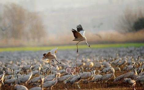 95038_6_2441_3214227055