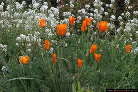 flores 7 Hebrew-University-Jerusalem34