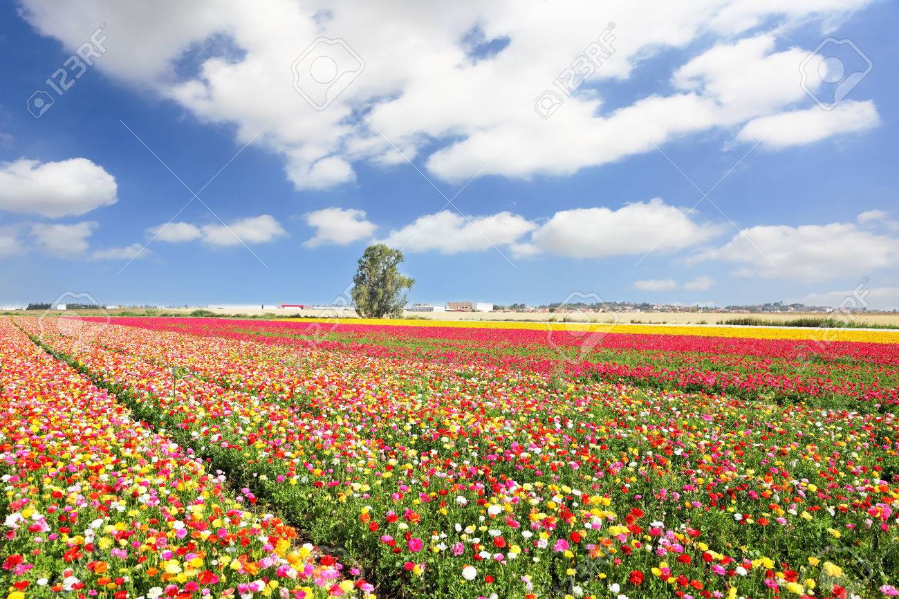 The magnificent garden buttercups