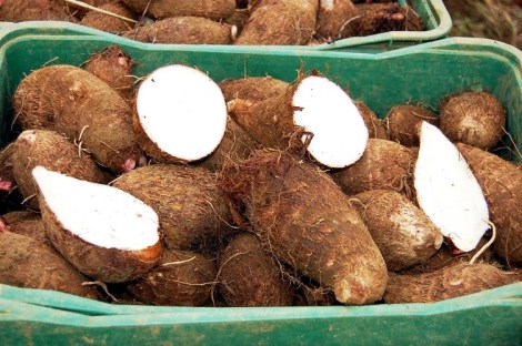 inhame---1de2---importante-para-a-saúde---drauzio-milagres---o-mundo-no-seu-dia-a-dia